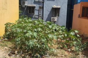 20 x 30 west facing BDA site